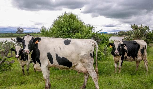 Cambio climático tiene repercusión en la producción de leche