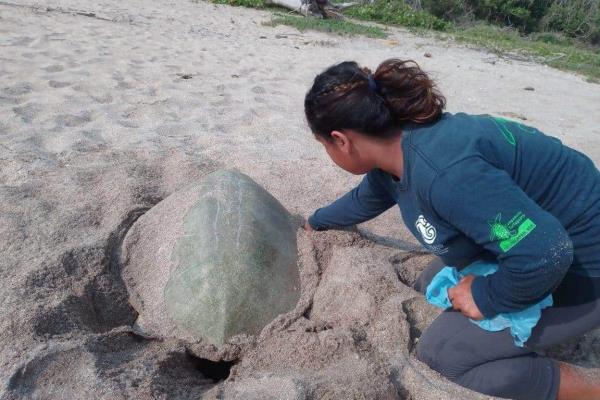 Refuerzan protección ambiental en playas del Totonacapan (+ Video)