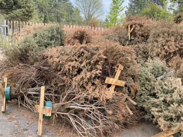 ¿No sabes dónde dejar tu árbol de Navidad en Veracruz? Puedes llevarlo a este centro de acopio