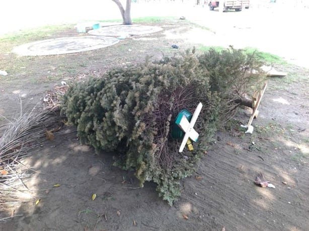 ¿No sabes dónde dejar tu árbol de Navidad en Veracruz? Puedes llevarlo a este centro de acopio