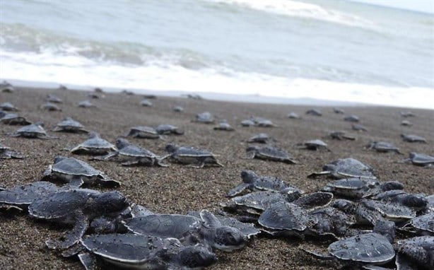 ¿Sabes qué playas de Veracruz son reconocidas como santuarios de tortugas? Te decimos