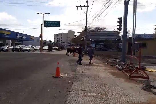 Sorprenden vacas a automovilistas en plena zona comercial de Boca del Río