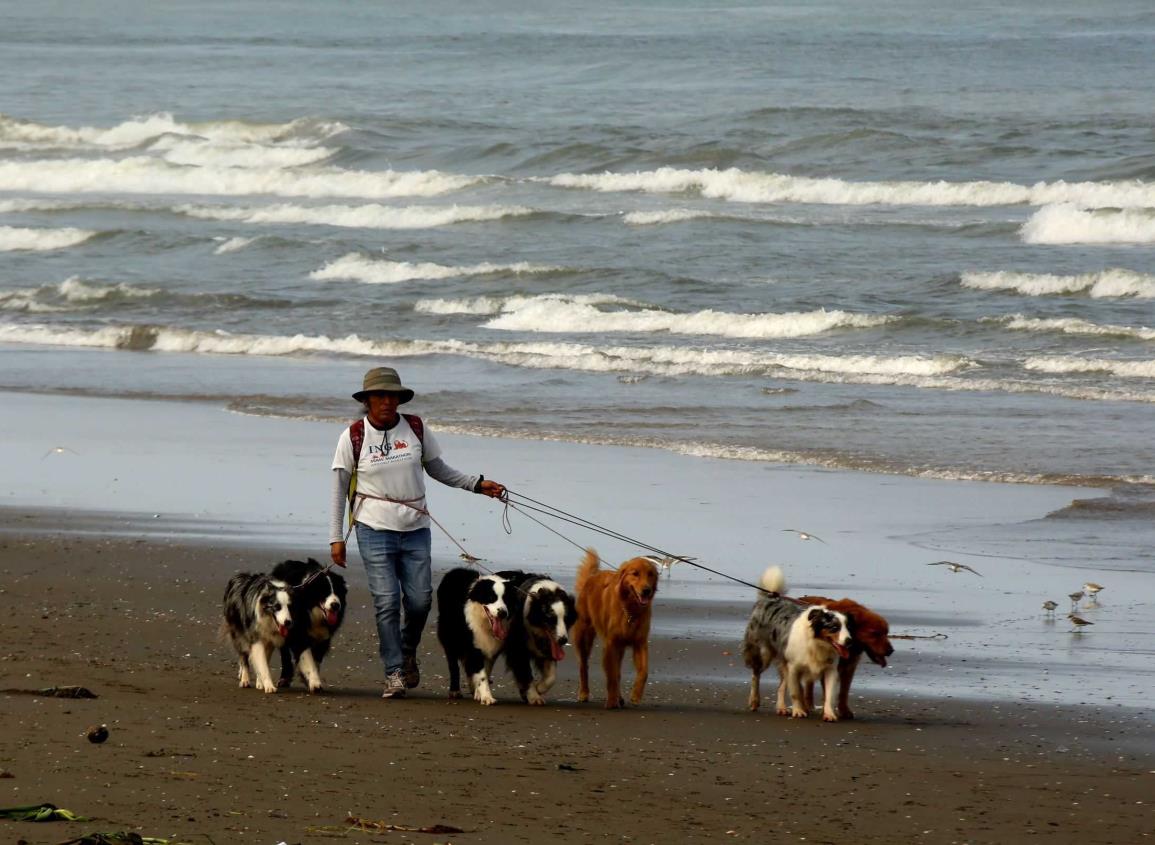 Te decimos como reportar casos de maltrato animal en Coatzacoalcos