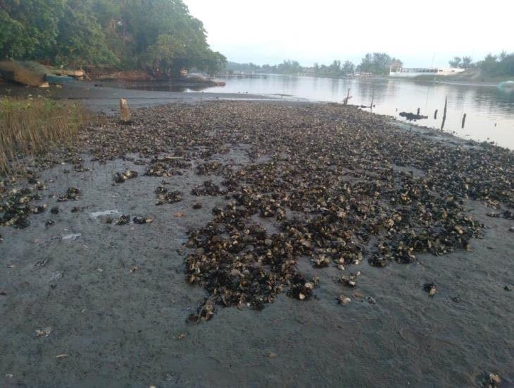 Pescadores de ostión en Las Barrillas ya se preparan para temporada vacacional