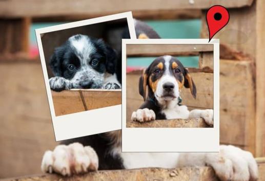 Segunda pasarela digital de adopción; cambia la vida de un lomito en Xalapa