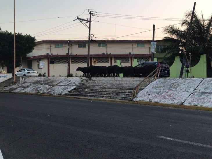 Invasión de ganado en vialidad de Las Choapas pone en riesgo a los automovilistas