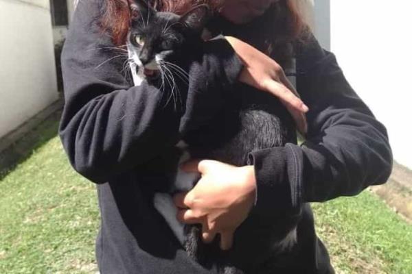 ¡Héroes sin capa! Rescatan a gatita atrapada en un árbol, en Xalapa