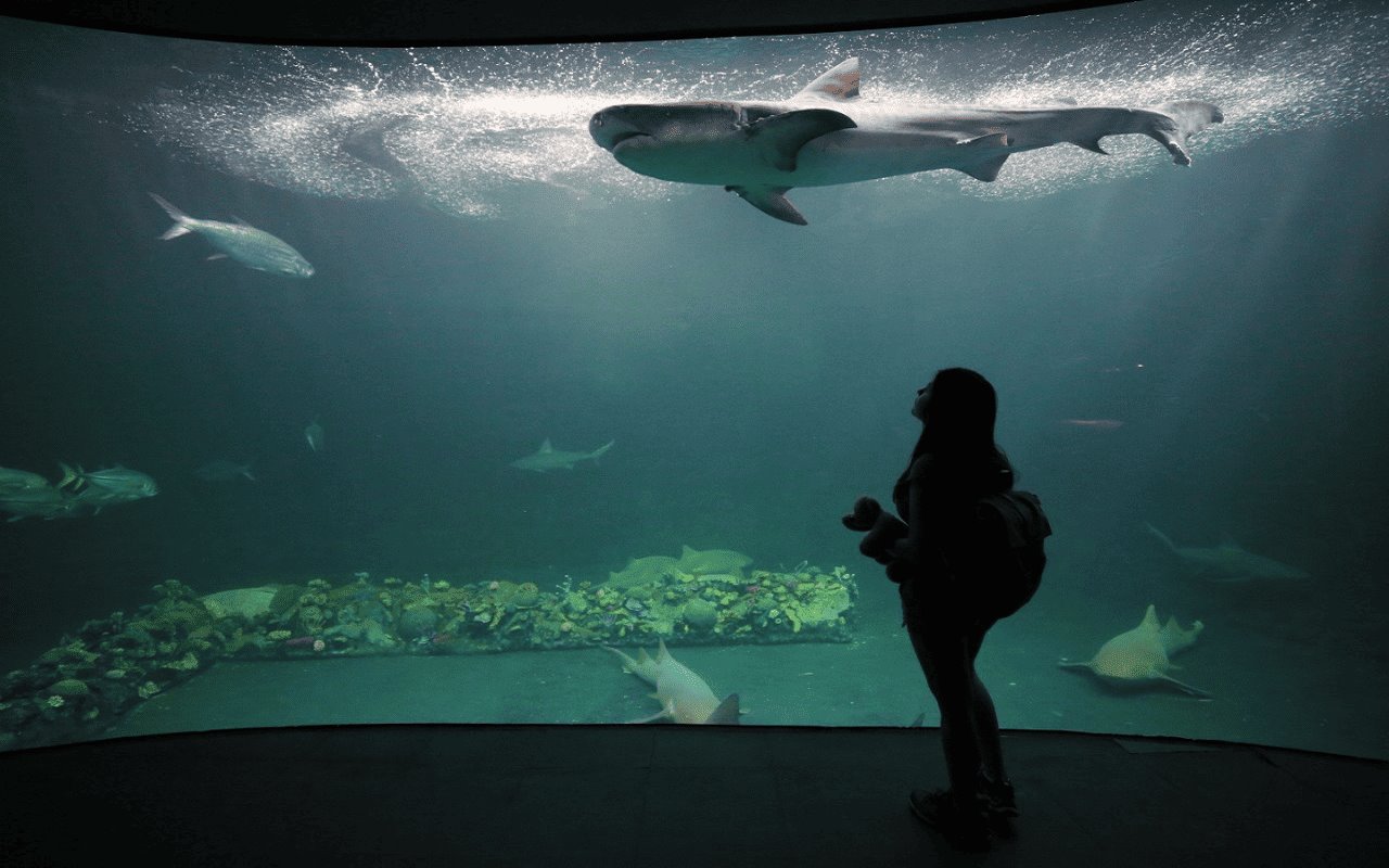 La inversión para renovar el Aquarium de Veracruz