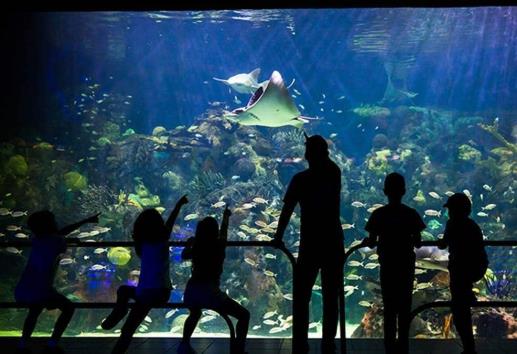 La inversión para renovar el Aquarium de Veracruz
