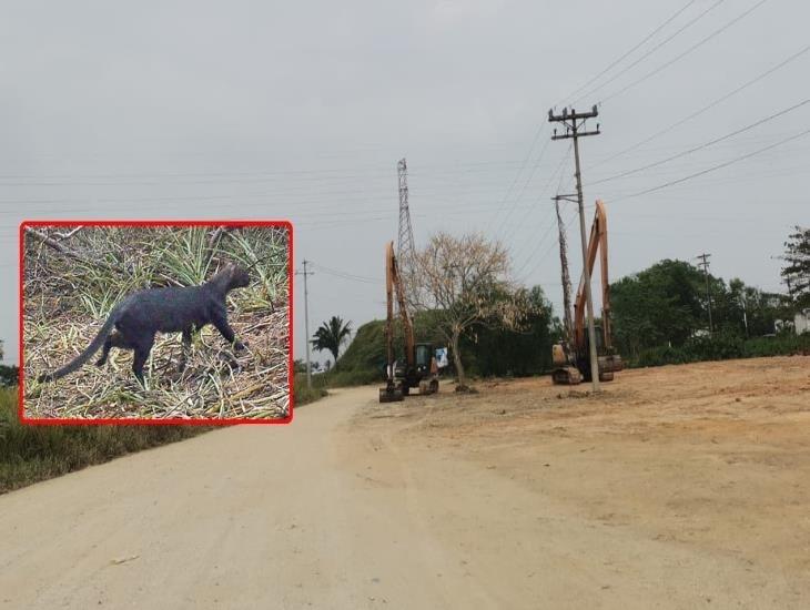 Avistan Jaguarundi en comunidades cercanas a Nanchital