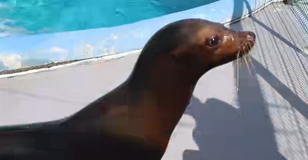 Así lucen los lobos marinos que se exhibirán en el acuario de Veracruz