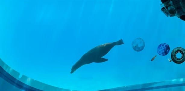 Así lucen los lobos marinos que se exhibirán en el acuario de Veracruz