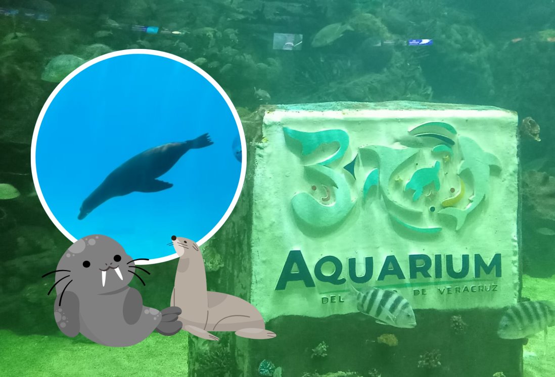 Así lucen los lobos marinos que se exhibirán en el acuario de Veracruz