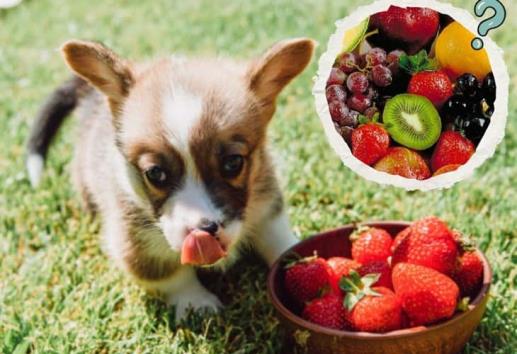 Mascotas: ¿sabes cuáles son las frutas que pueden comer los perros? 