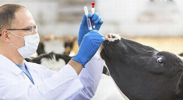 Médicos veterinarios son clave para garantizar el abasto de alimentos: Sader