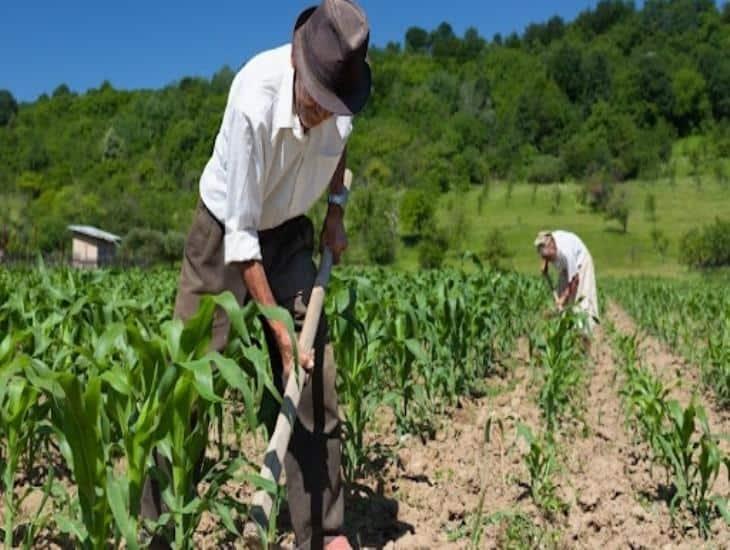 AMLO busca que constitución respalde a trabajadores del campo mexicano con apoyos: Víctor Villalobos