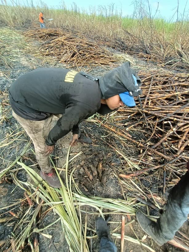 Descubren en un cañal de Veracruz a 10 tigrillos cachorros calcinados