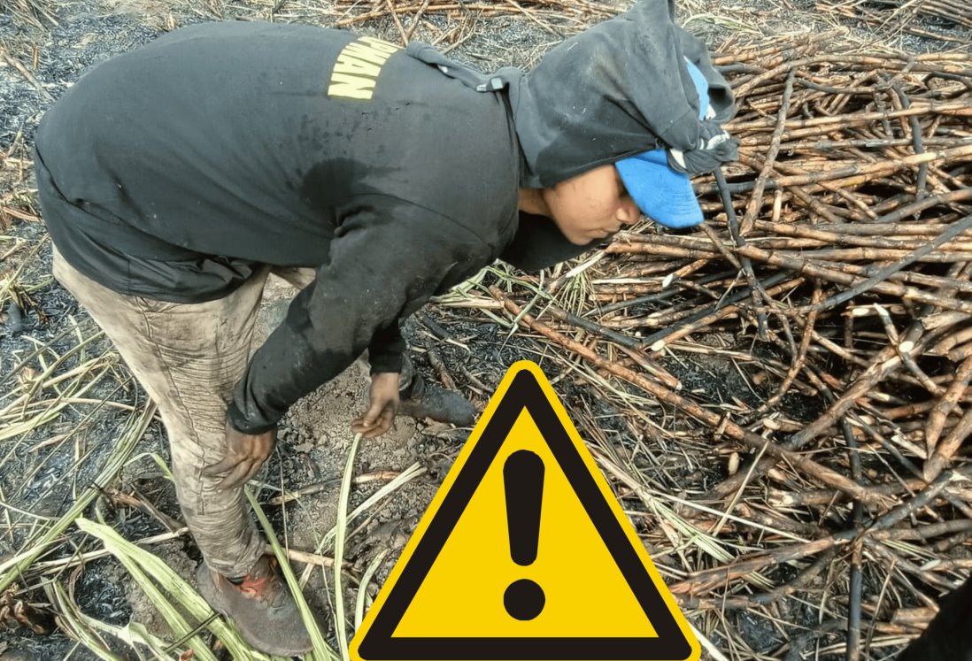 Descubren en un cañal de Veracruz a 10 tigrillos cachorros calcinados