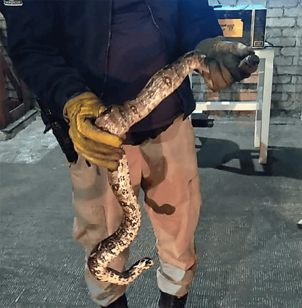 Hallan enorme víbora en Tierra Blanca