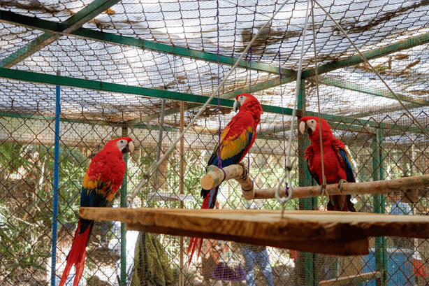 Liberan guacamayas rojas nacidas en el Aquarium de Veracruz en Reserva Ecológica de Nanciyaga