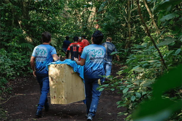 Liberan guacamayas rojas nacidas en el Aquarium de Veracruz en Reserva Ecológica de Nanciyaga