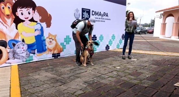 Buscan hogar para perros y gatos en Expo Adopta Virtual Veracruz 2024