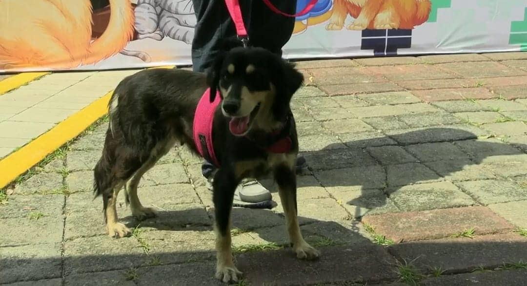 ¿Quieres adoptar un perro o gatito? Te decimos dónde en Veracruz