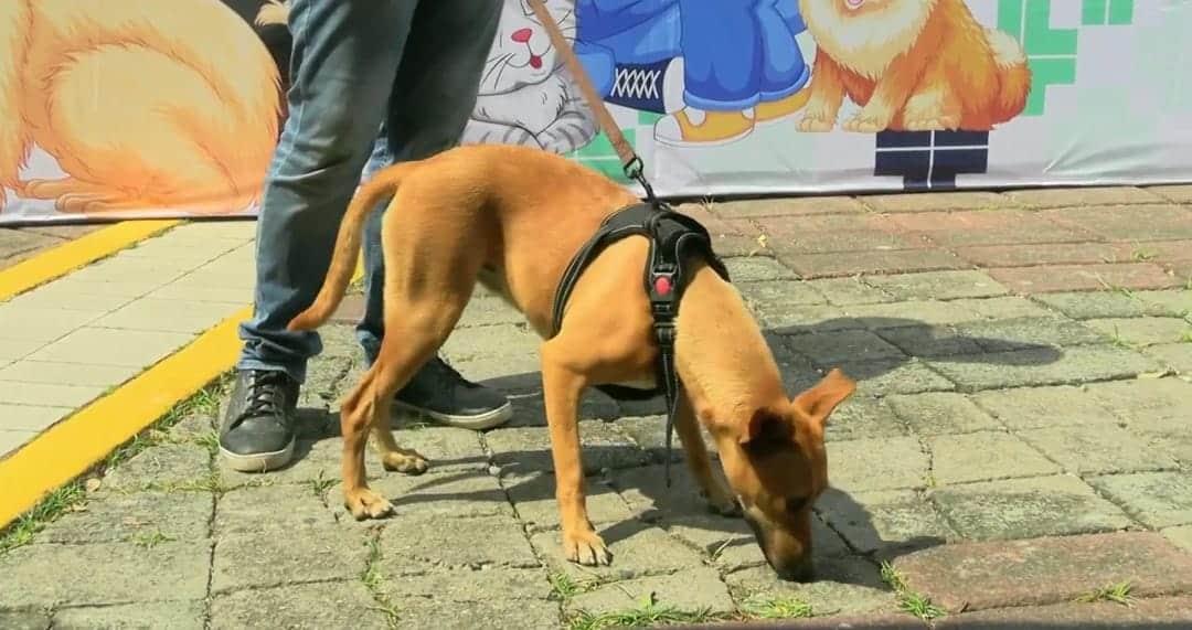 Este es el número de perritos adoptados en la primera Expo Adopta 2024 en Veracruz