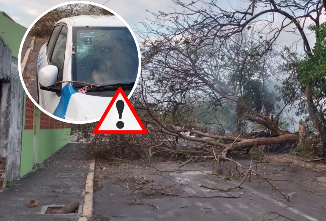 Incendio en lote baldío derriba árbol y cae sobre automóvil en la colonia Playa Linda, Veracruz