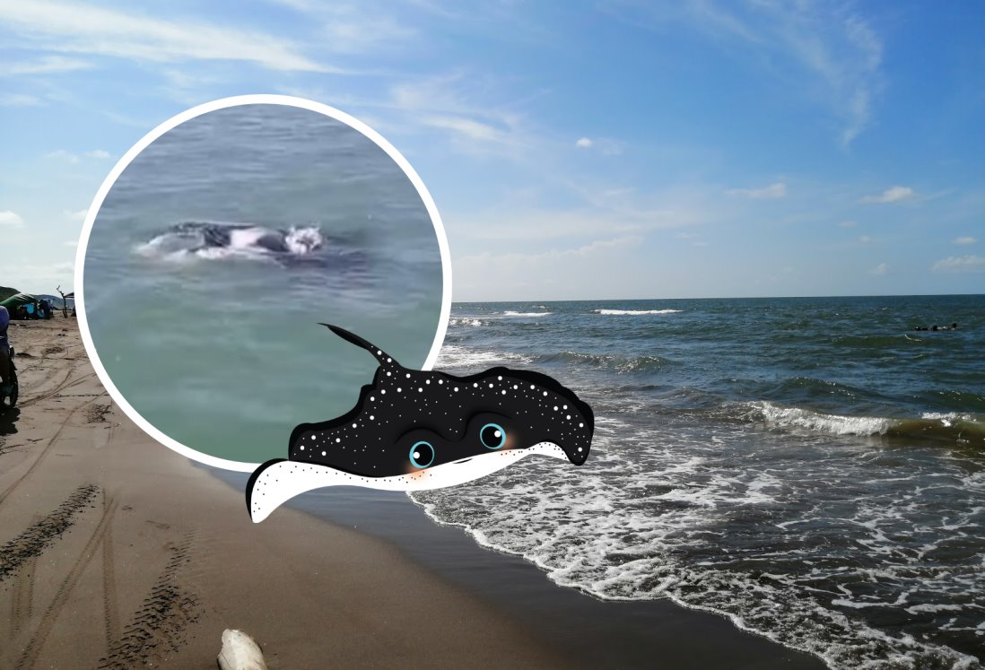 Avistan enorme mantarraya en Veracruz; pescadores graban video | VIDEO