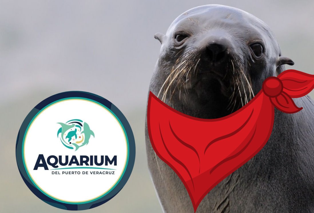 ¿Cuándo será la inauguración del Lobario en el acuario de Veracruz?