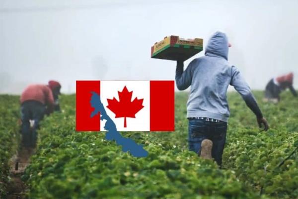 ¡Alerta! Fraudes complican migración de veracruzanos a Canadá: 70% de solicitudes rechazadas