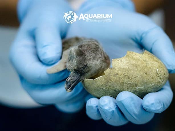 Nace pingüino en el acuario de Veracruz