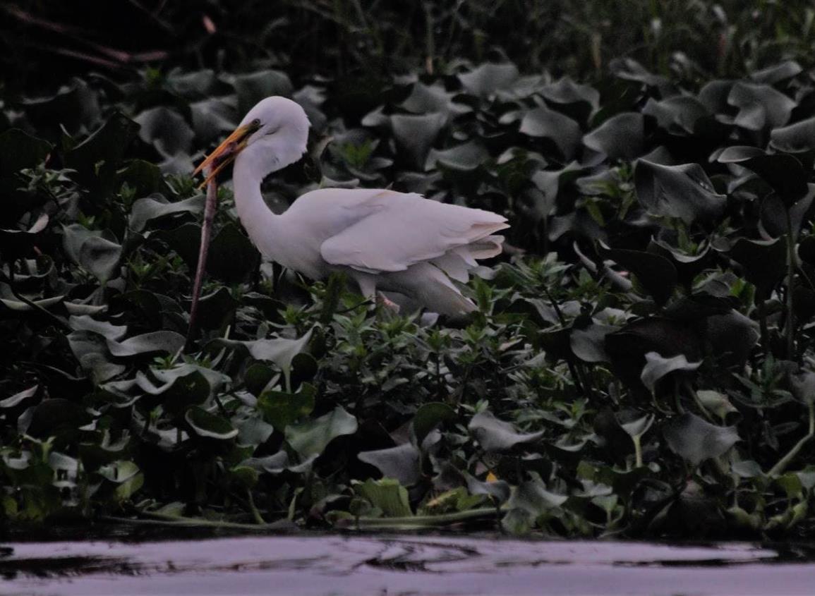 Fauna seriamente afectada por derrames de factorías en Río Calzadas