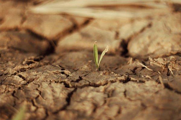 Sequía afectó casi 4 mil hectáreas en Veracruz; activan seguro agrícola