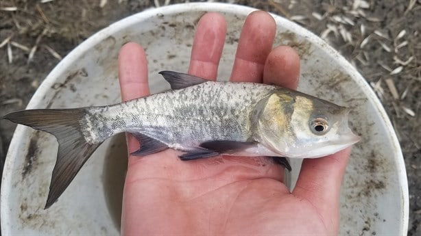 ¿Qué pescados son ricos y económicos para consumir en Cuaresma?