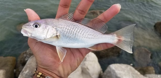 ¿Qué pescados son ricos y económicos para consumir en Cuaresma?