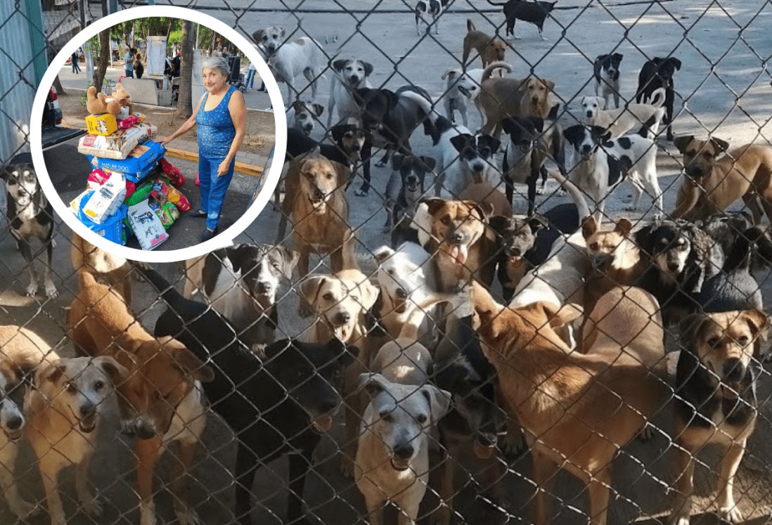 Hospitalizan a Norma Cortina presidenta de la asociación animalista La Roca en Veracruz