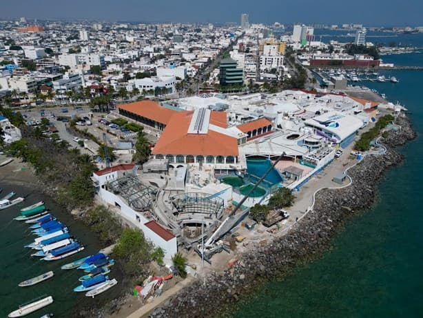 Así se ven los lobos marinos que llegaron al Aquarium de Veracruz