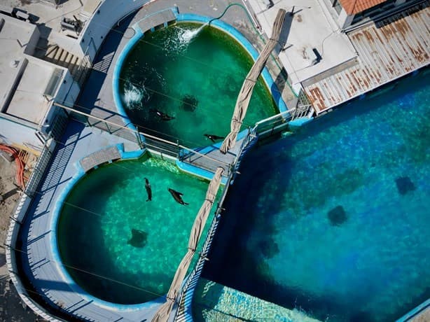 Así se ven los lobos marinos que llegaron al Aquarium de Veracruz