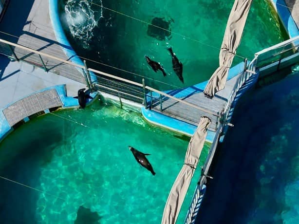 Así se ven los lobos marinos que llegaron al Aquarium de Veracruz