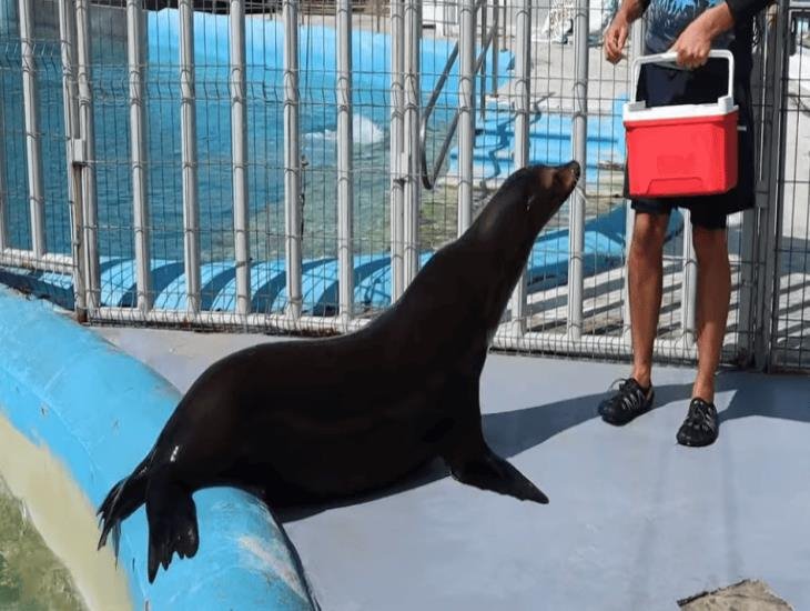 ¿Son diferentes las focas o los lobos marinos del acuario de Veracruz? Te explicamos