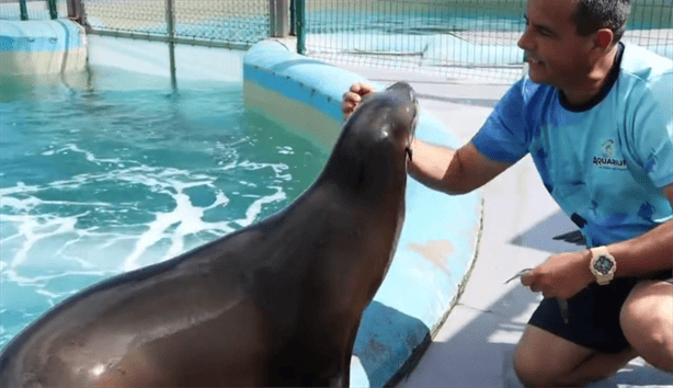 Aquarium de Veracruz tiene como meta lograr la reproducción de los lobos marinos