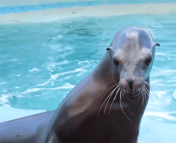 Aquarium de Veracruz tiene como meta lograr la reproducción de los lobos marinos