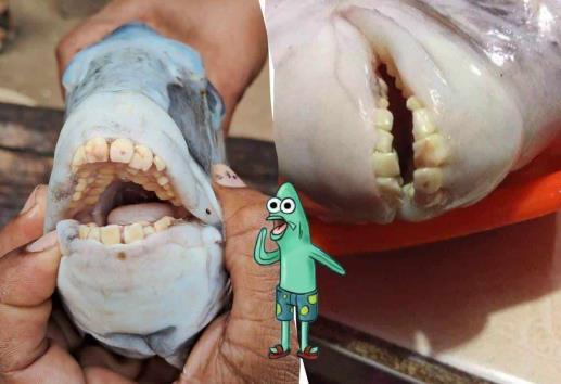 Extraño pez con dientes humanos aparece al sur de Veracruz