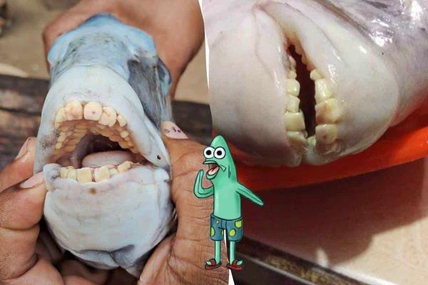 Extraño pez con dientes humanos aparece al sur de Veracruz