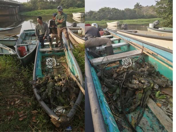 Caza iguanas son detenidos en Río Calzadas con más de 50 ejemplares | VIDEO