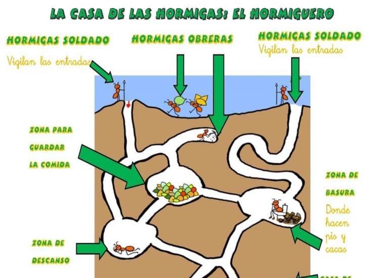 Nostálgicos nidos de hormigas y cuevas de conejos  Séptima parte