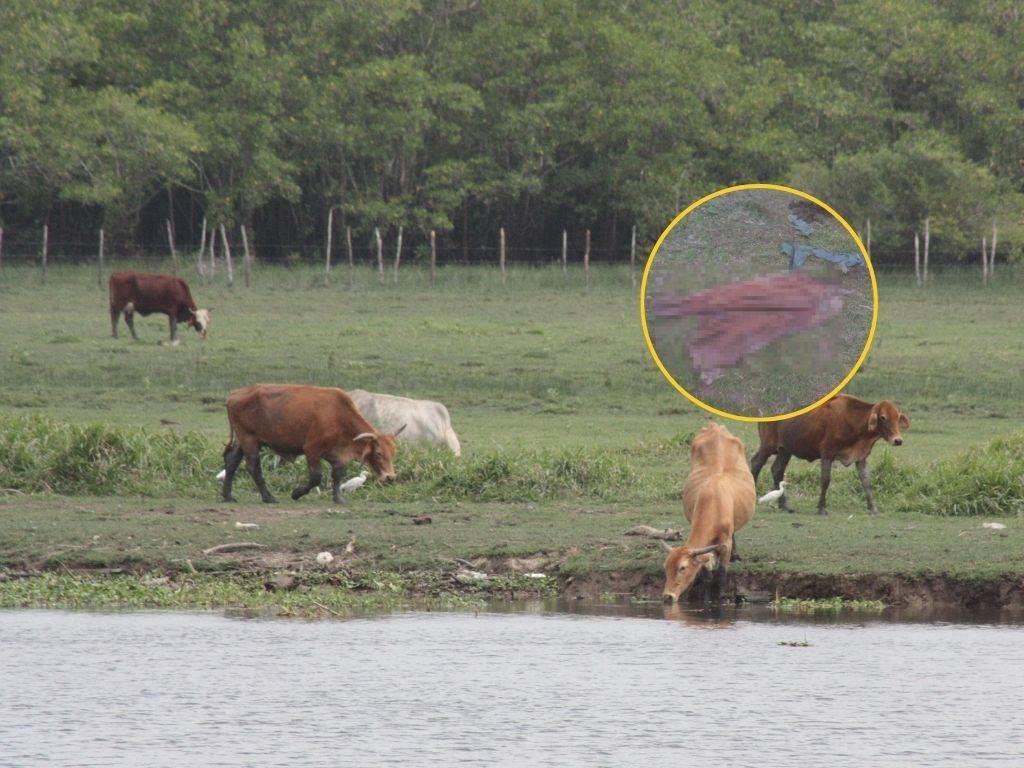 Dueño del rancho Los Tiburones en Moloacán buscaba a su res y encontró solo la piel ¡Desagradable sorpresa!