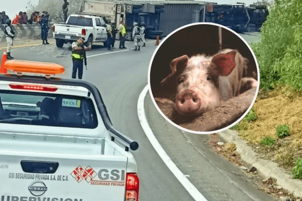 ¡Se llevaron los cochinitos! Tras volcadura de tractocamión, llegaron los rapiñeros